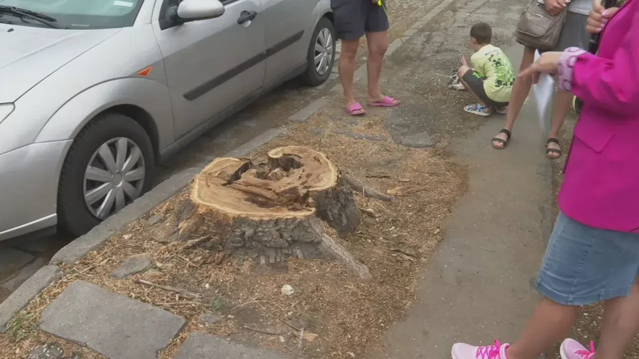 Сеч на дървета заради ремонт на улица разгневи жителите на