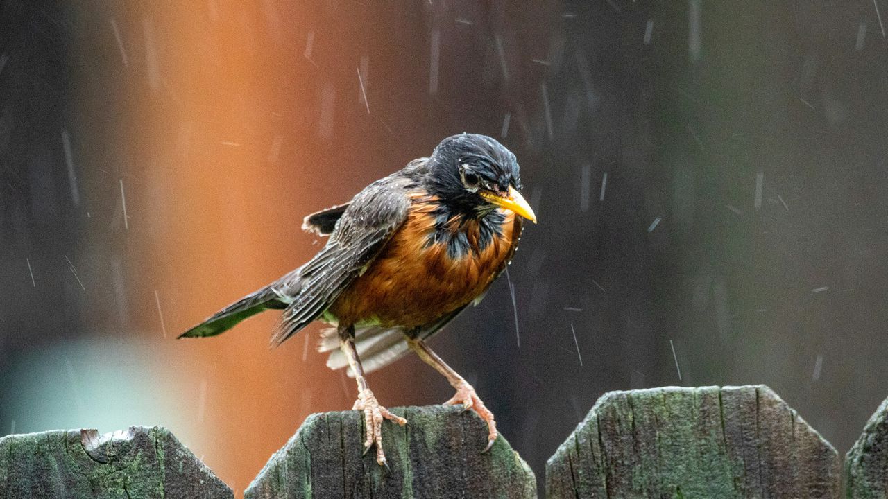 Неделята ще бъде облачна и дъждовна