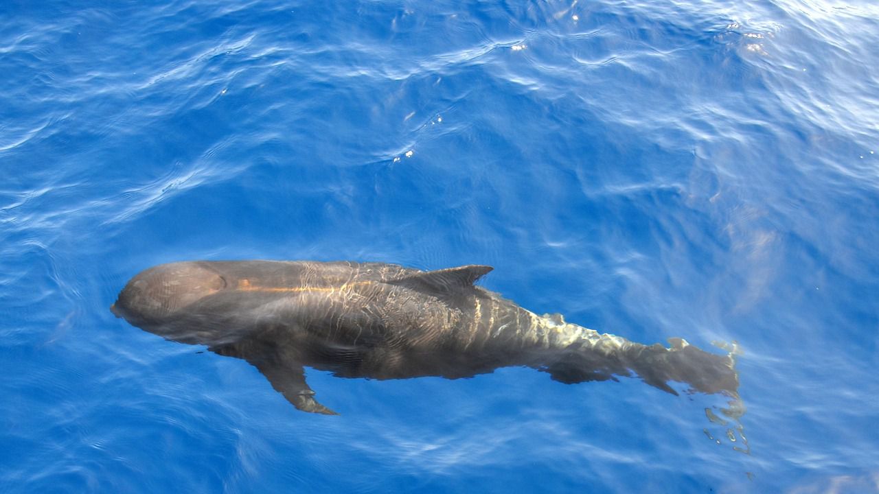 Увеличава се броят на южните гладки китове, които са били пред изчезване в Патагония, сочат проучвания