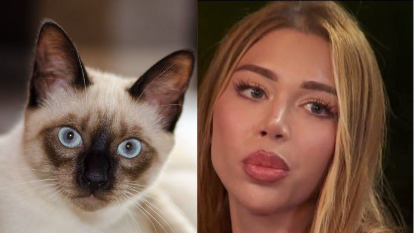 Грация с нокти: котешкият свят на „Ергенът: Любов рая“