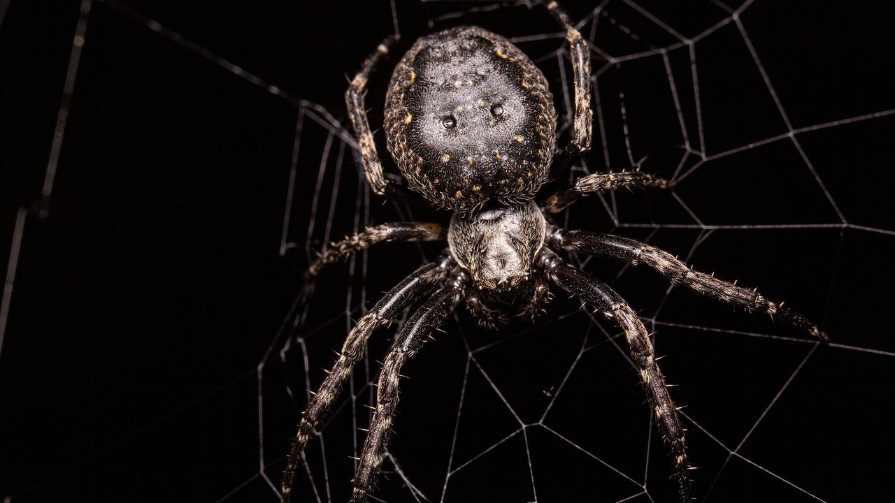 Професор Глен Кинг от Института за молекулярна бионаука на UQ