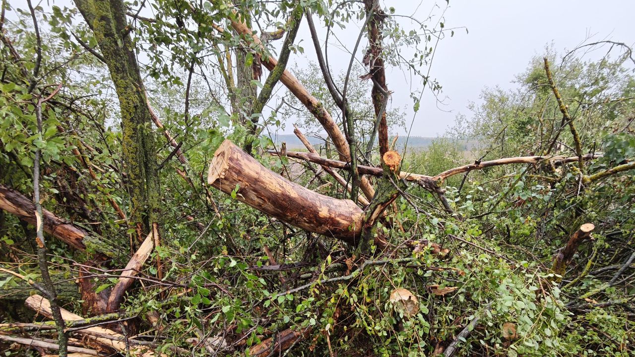 Пет сигнала за паднали дървета са отработили екипите на пожарната в Сливен