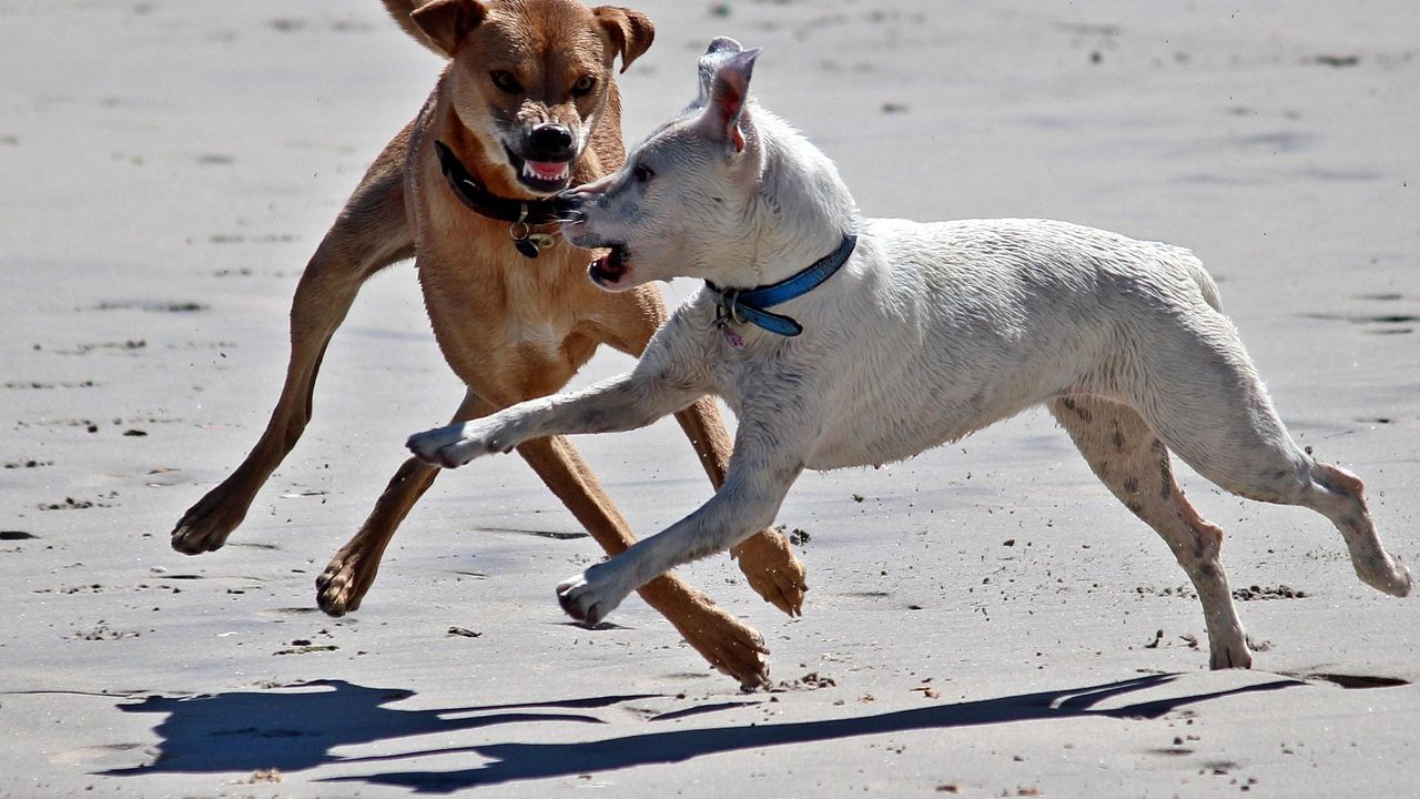 Дете загина след атака от кучета в незаконна детска градина
