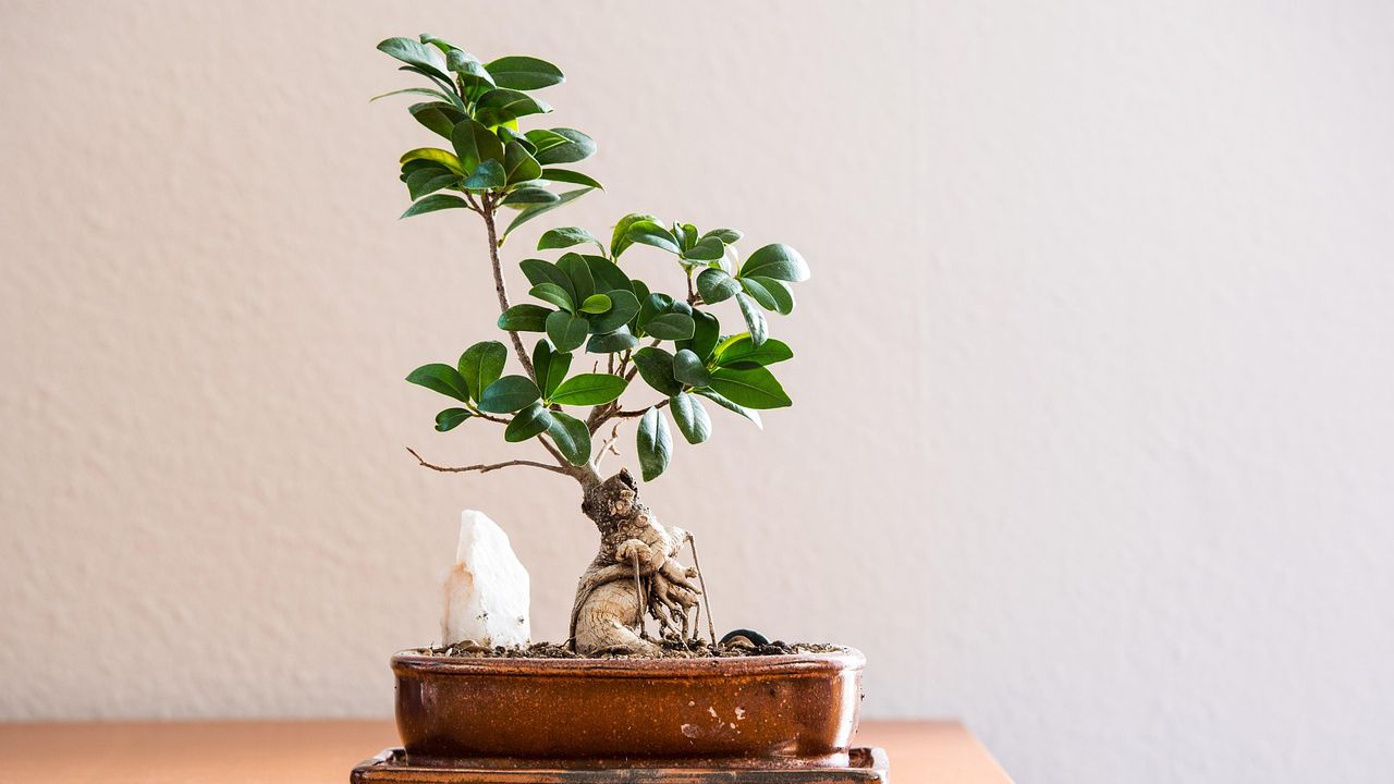 Как да пресадите бонсая си