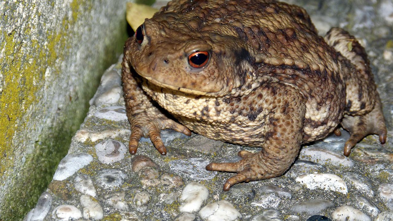 Пенсионерка изяде осем живи жаби, за да си оправи кръста