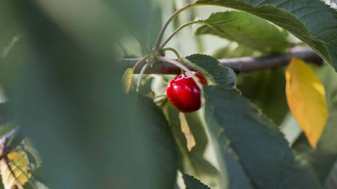 България ще получи 7,4 милиона евро помощ от Европейската комисия