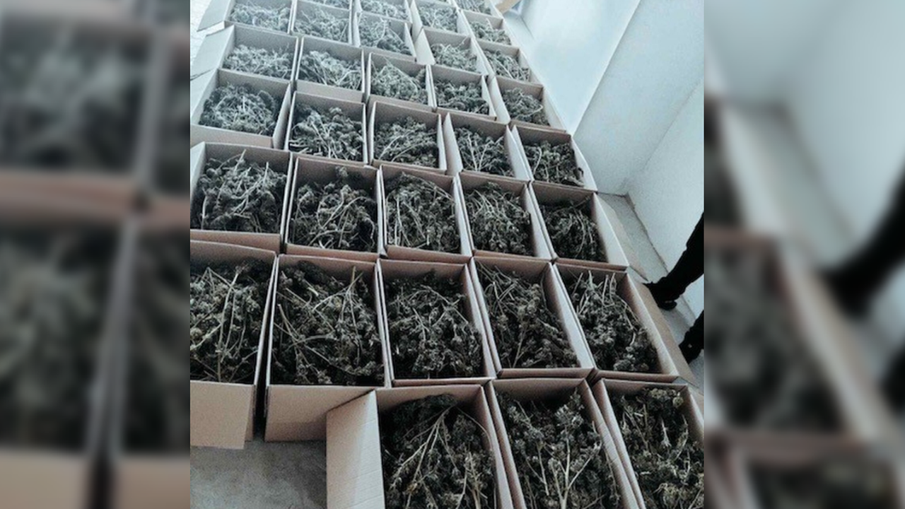 Столични полицаи иззеха около 150 килограма марихуана