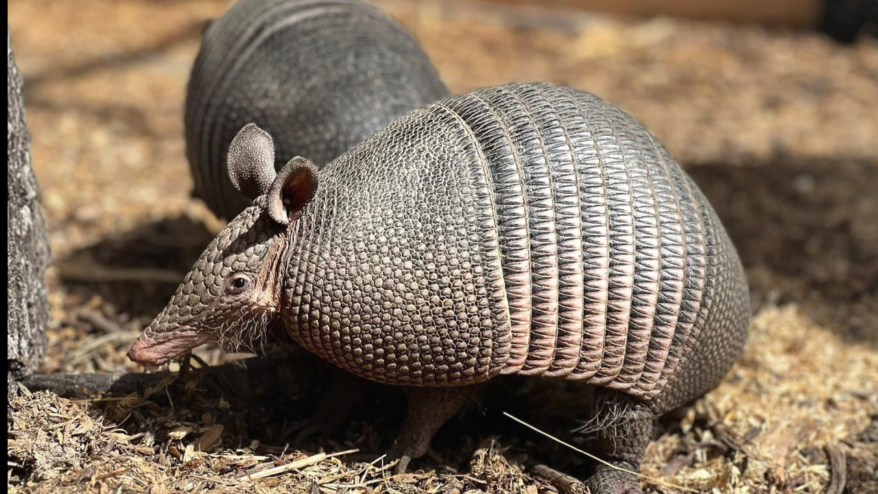 Бейби бум в Зоопарк - Бургас