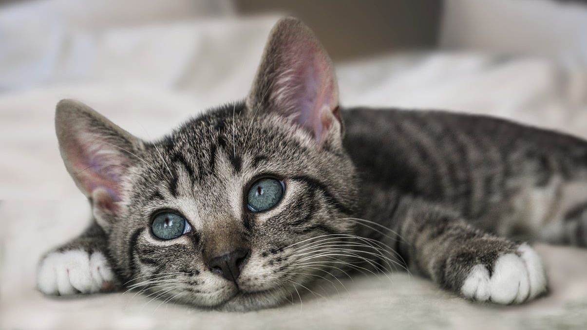 Жена в Южна Германия изпратила, без да иска, собствената си