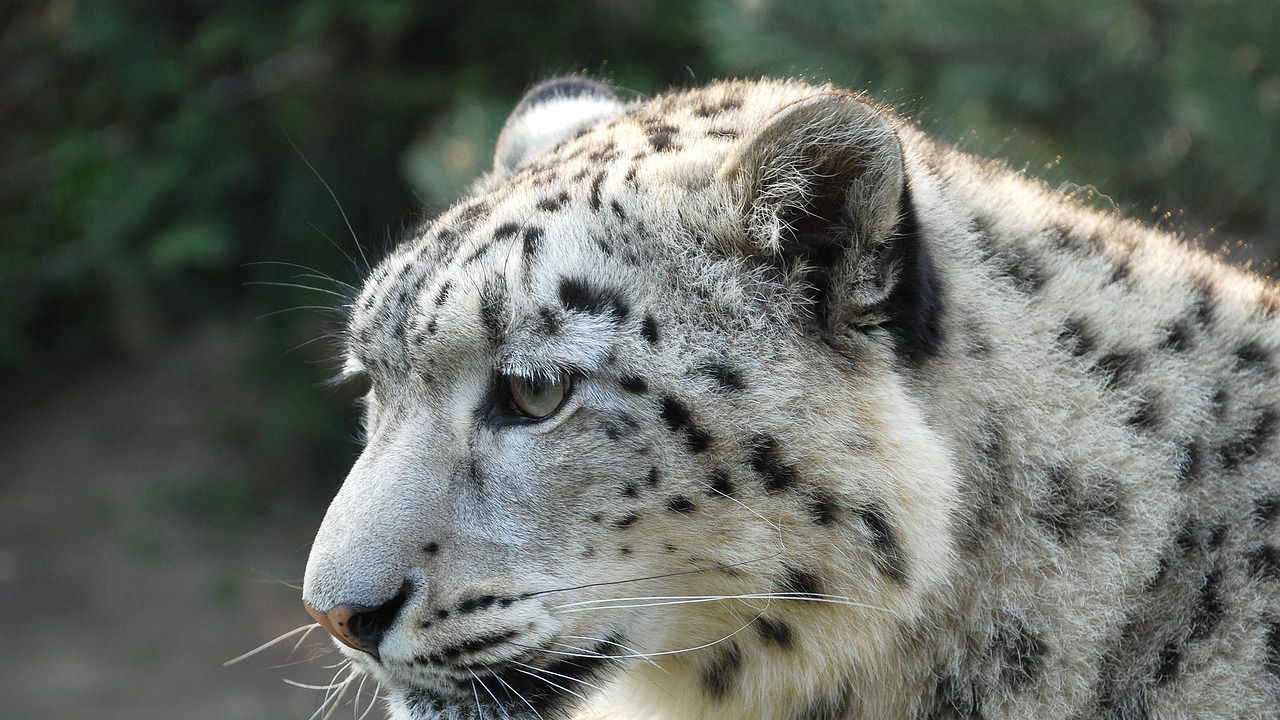 Министерството на природните ресурси, екологията и технологичния надзор на Киргизстан