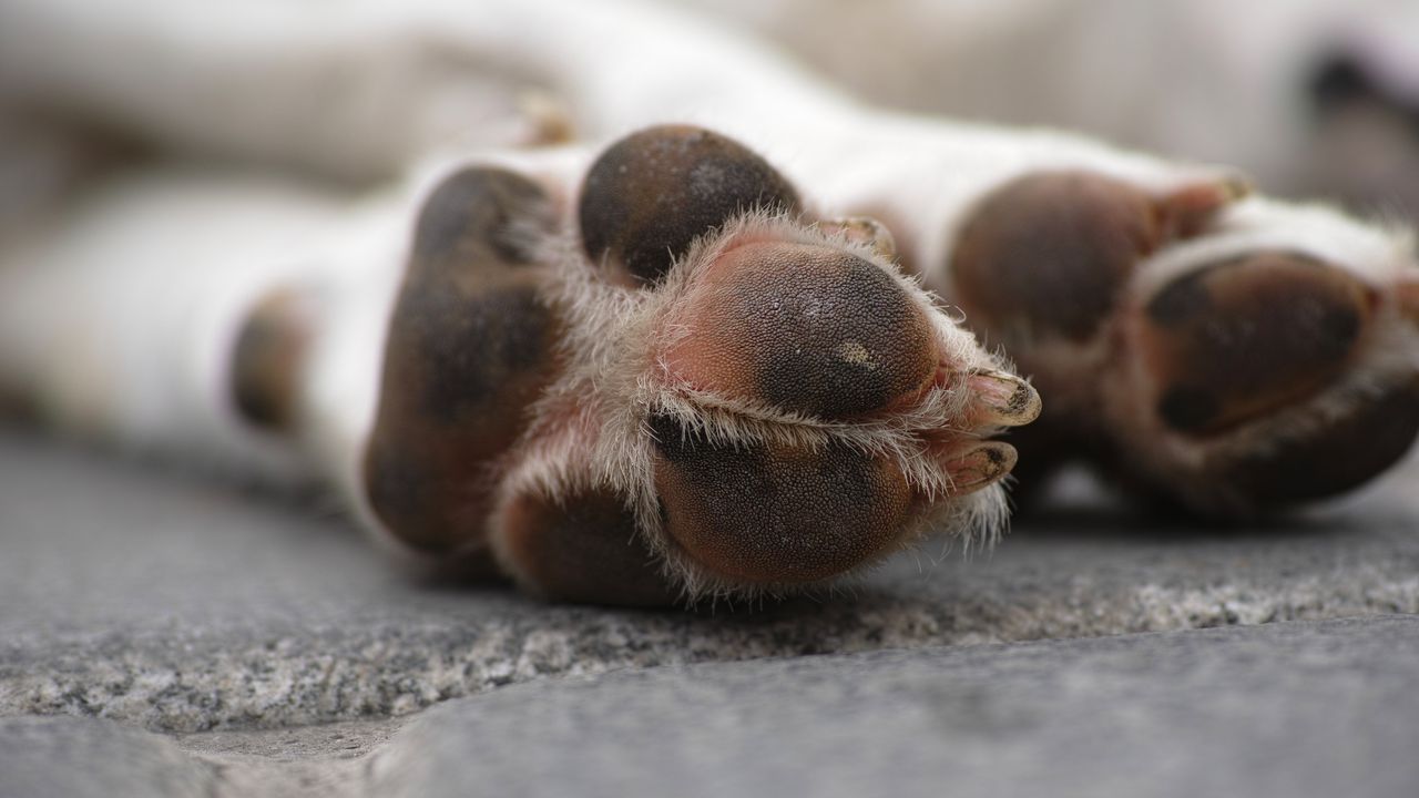 Отново умишлено прегазиха куче с кола – този път в Ямбол