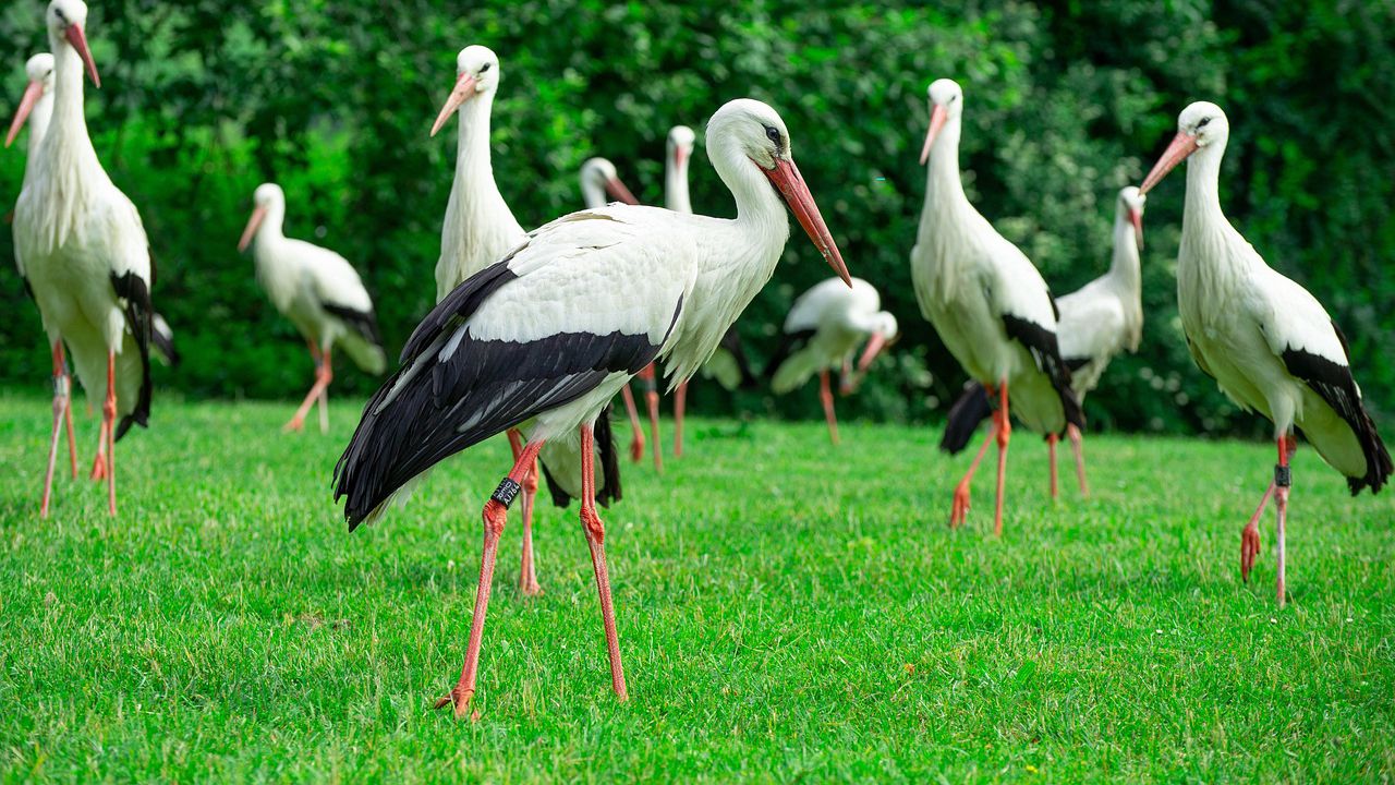 Все повече щъркели избират България: Над 7700 двойки отгледаха 17 хиляди малки