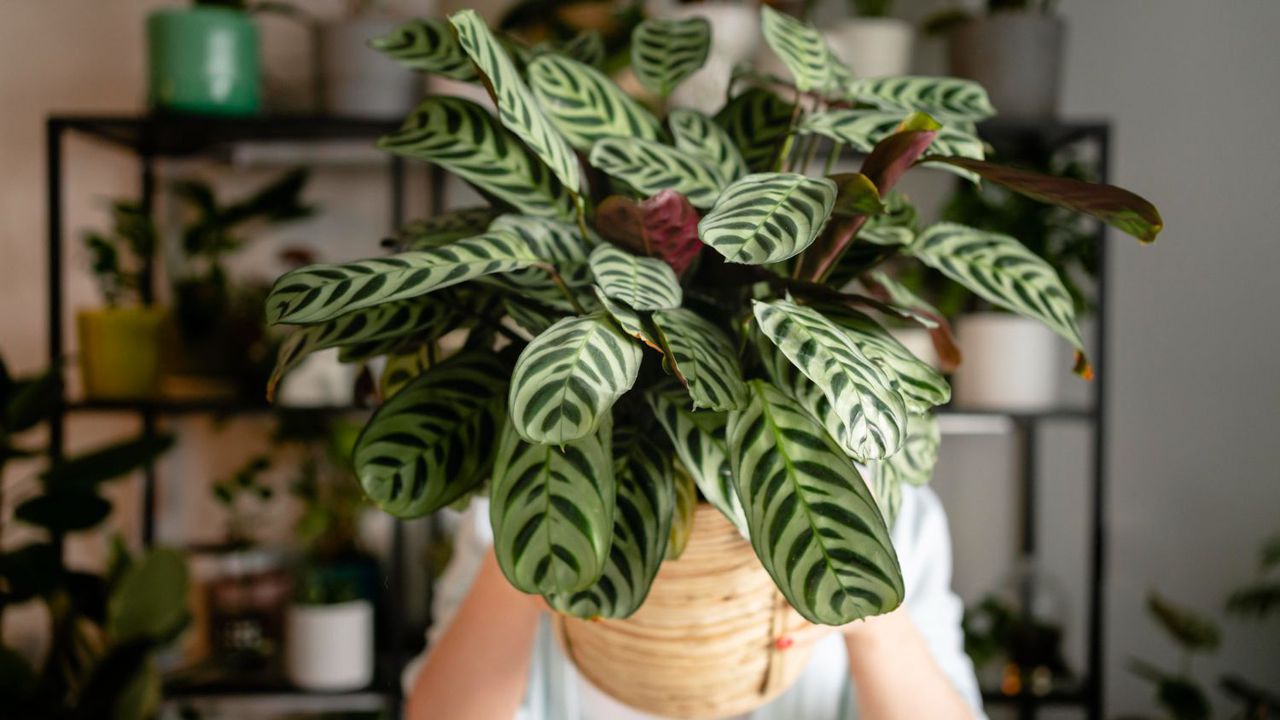 Причините за измръзване на цветята е близост до прозорци с