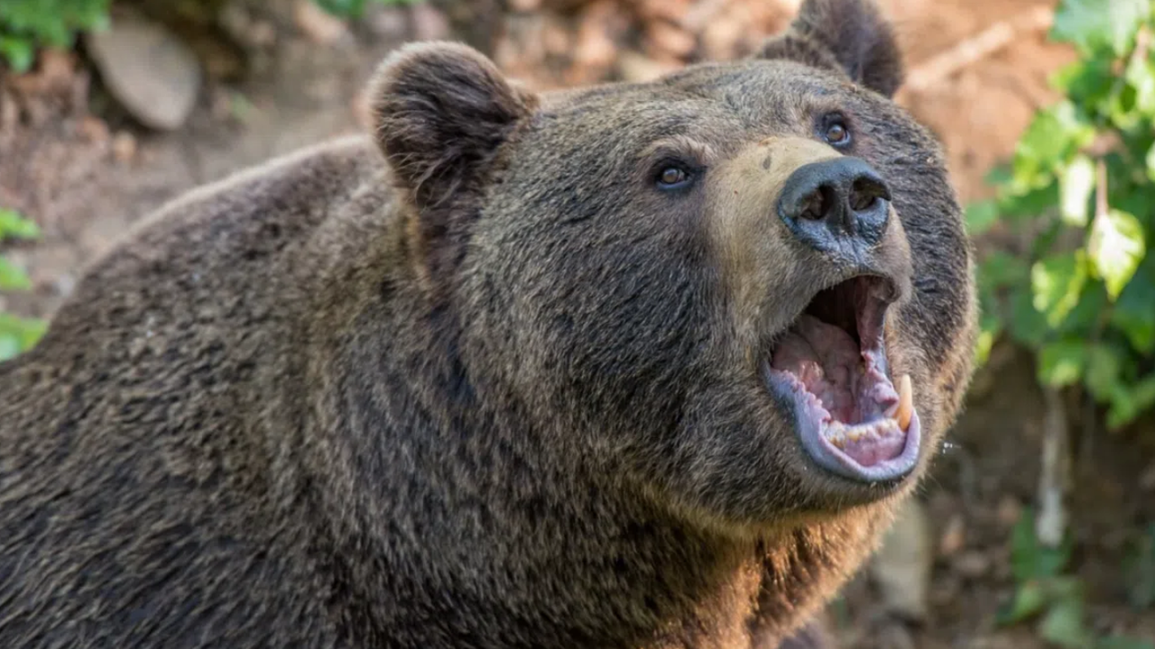 Мечка нападна мъж докато бере гъби в Северна Македония