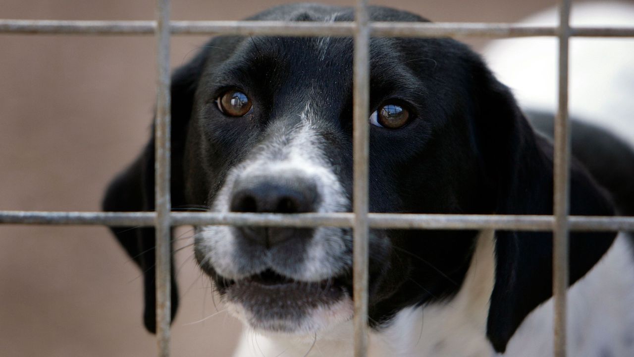 Близо 22% от заловените безстопанствени кучета в страната през 2024 г. са осиновени