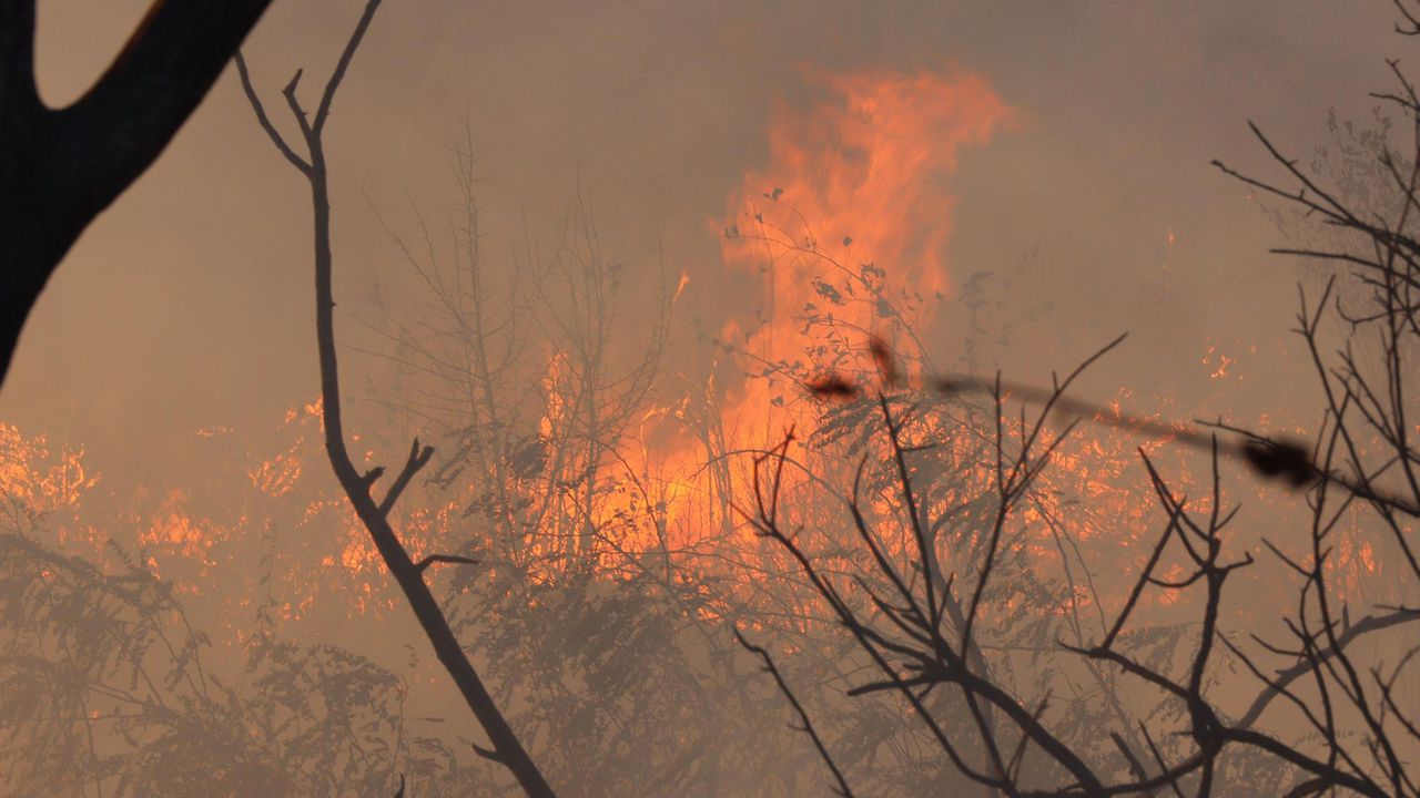 Пожар в района на Националния военен университет "Васил Левски"