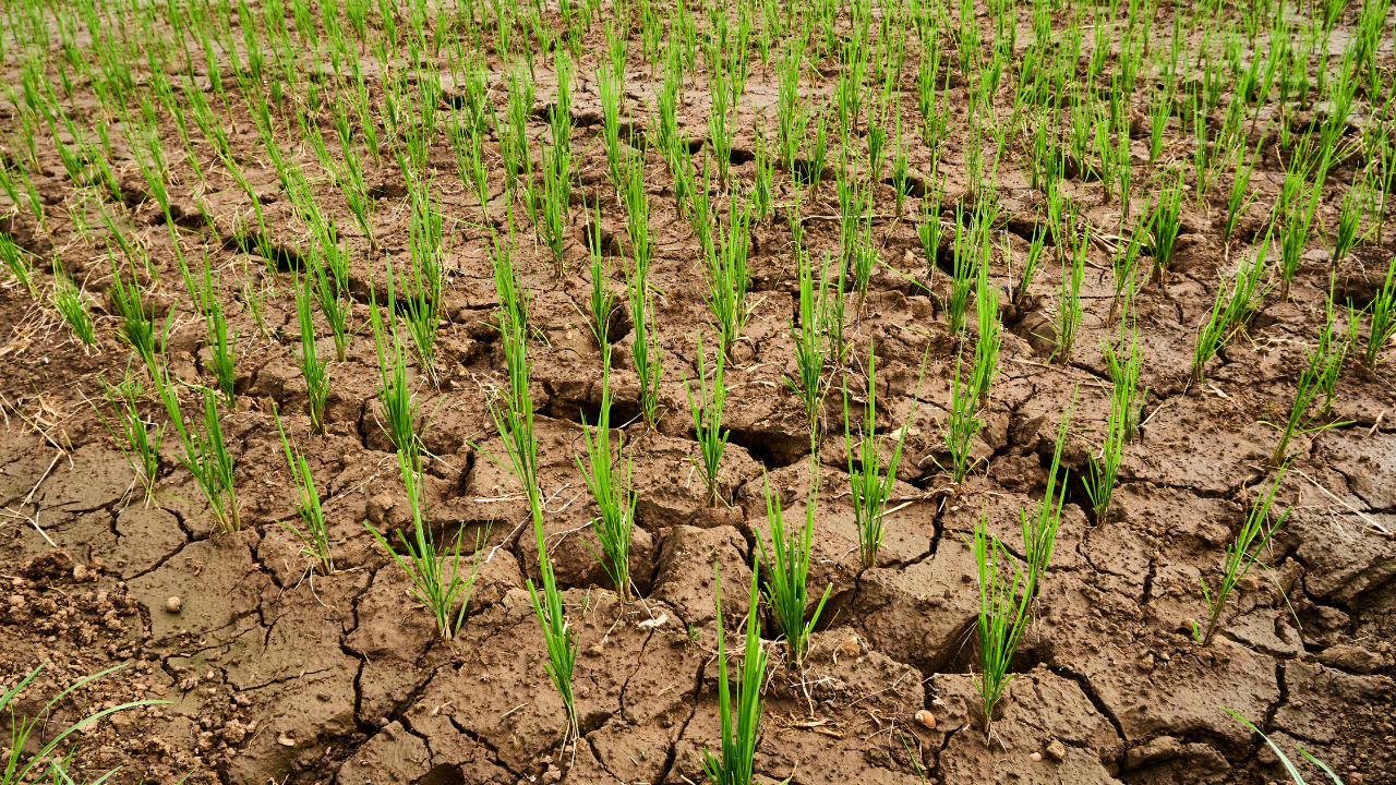 Овцевъдният сектор у нас е пред колапс на места. Сушата