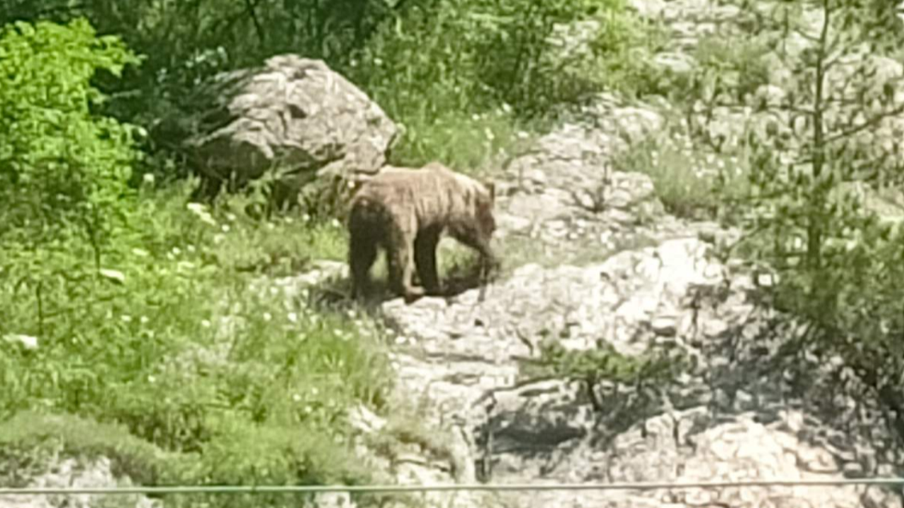 Кафява мечка и двете й малки слязоха в района на