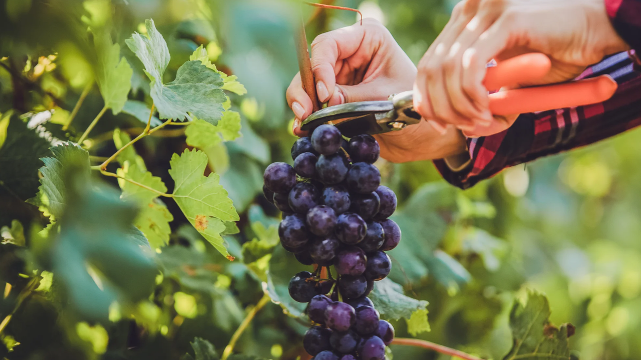 С високи изкупни цени, но ограничени количества започна гроздоберът в