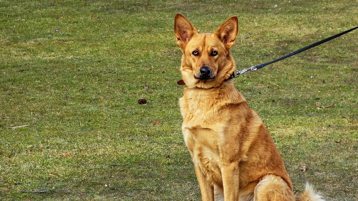 Над 50 кучета са осиновени от приюта в Горна Оряховица