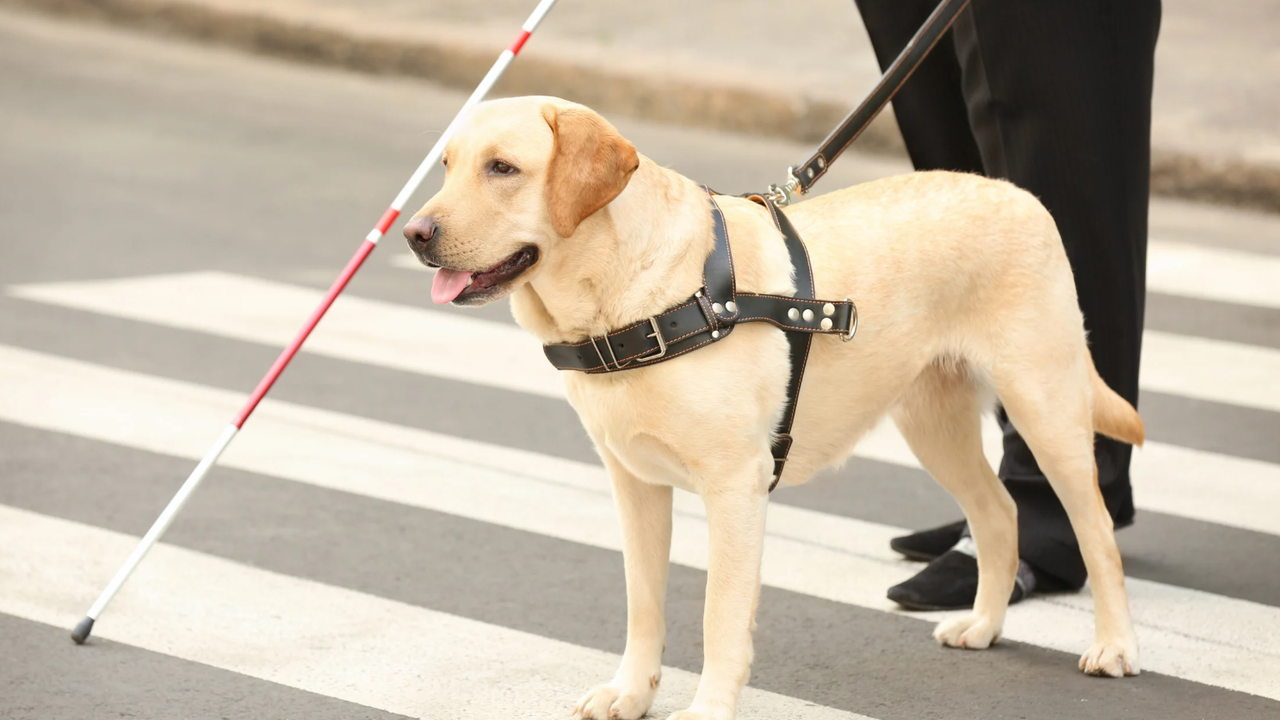 Таксиметрови шофьори бяха глобени и останаха без книжки, след като отказаха да качат куче водач