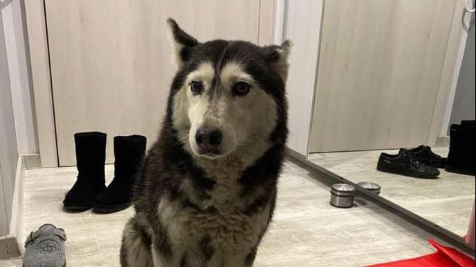 Протест пред ВМА за по-строги наказания за насилие над животни