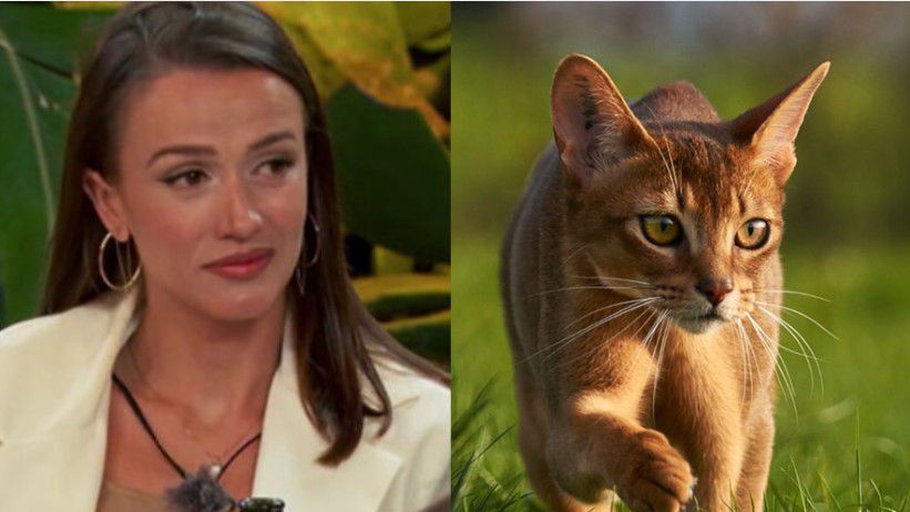 Тихата елегантност: котешкият свят на "Ергенът: любов в рая"