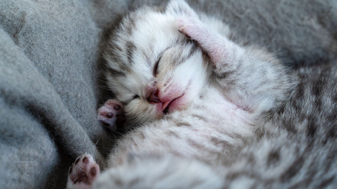 Новородено коте бе спасено от пожарникари на труднодостъпно място, съобщиха