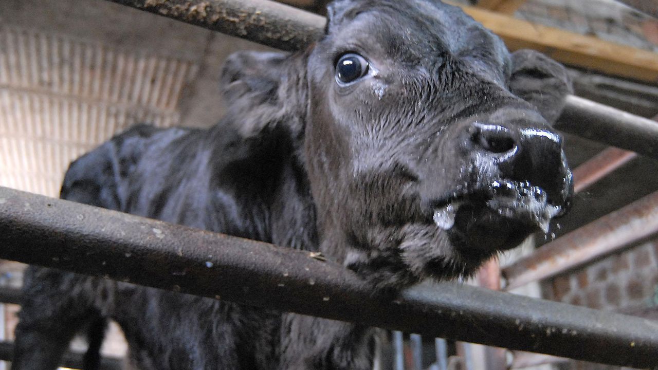 Теле е в тежко състояние след побой от рецидивист в кравеферма