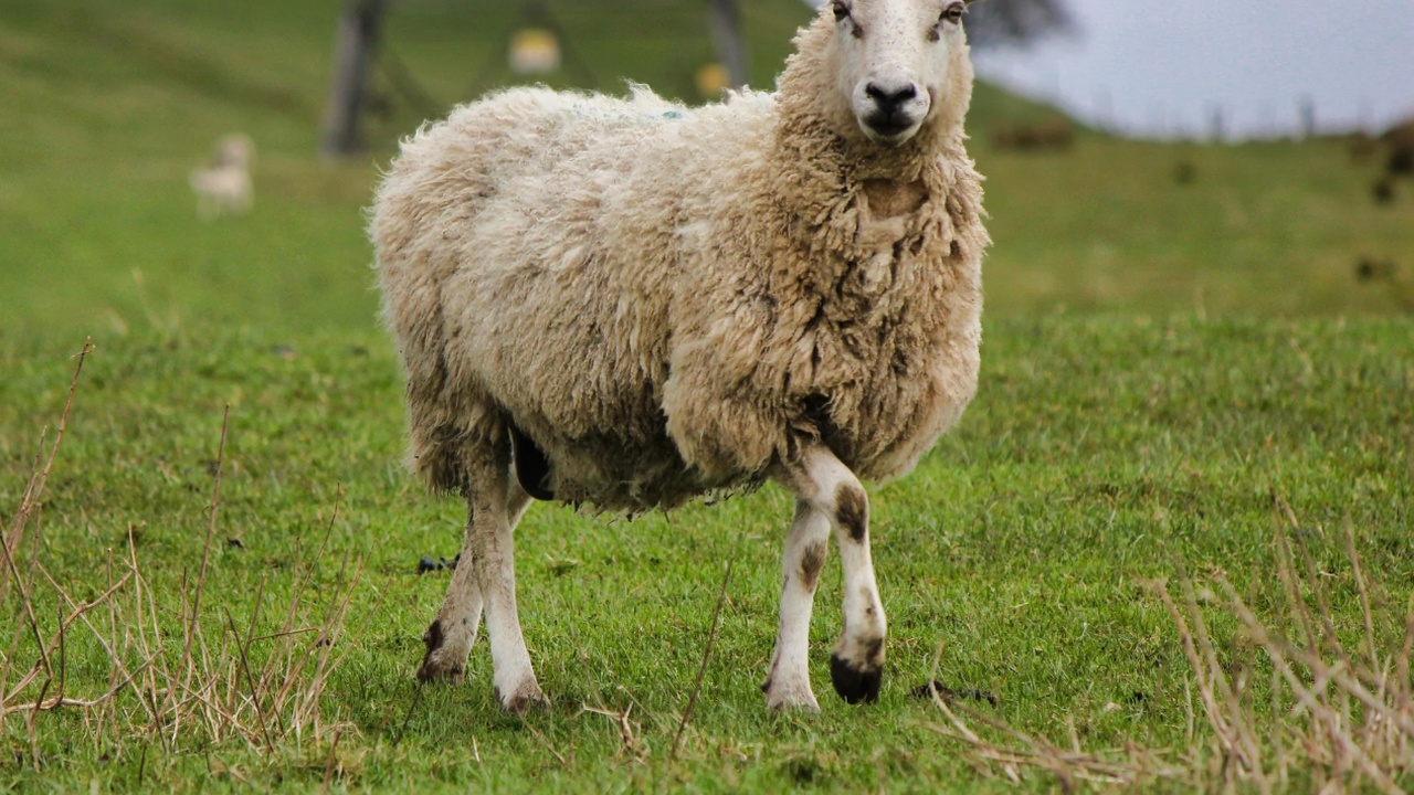 Фермери сигнализират за незаконна ваксинация срещу шарка по овцете