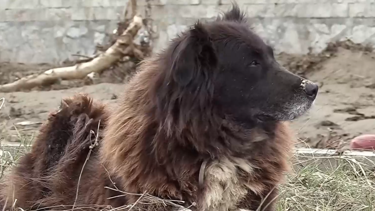 Историята на кучето Сара, оцеляло в потопа в „Елените“