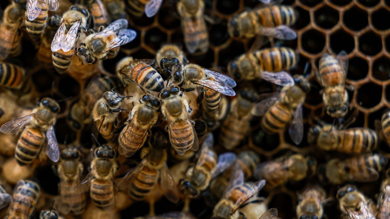 В Австралия откриха "дяволска" пчела