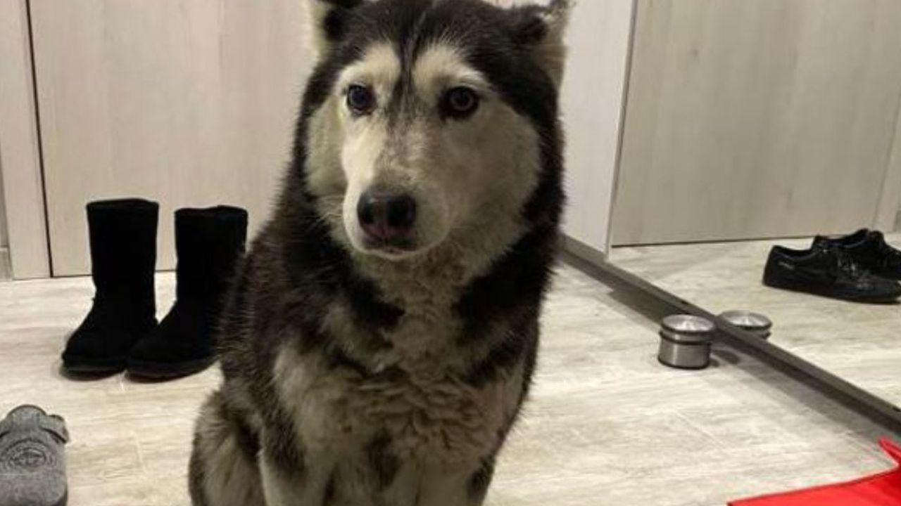 Маги Халваджиян за кучето Мая: Лекар? Човек? Превърнаха ни в беззъби овце!