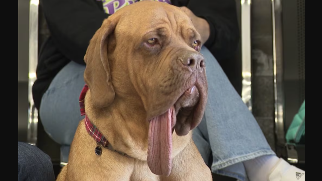 Обявиха нов рекорд на Гинес - за куче с най-дълъг