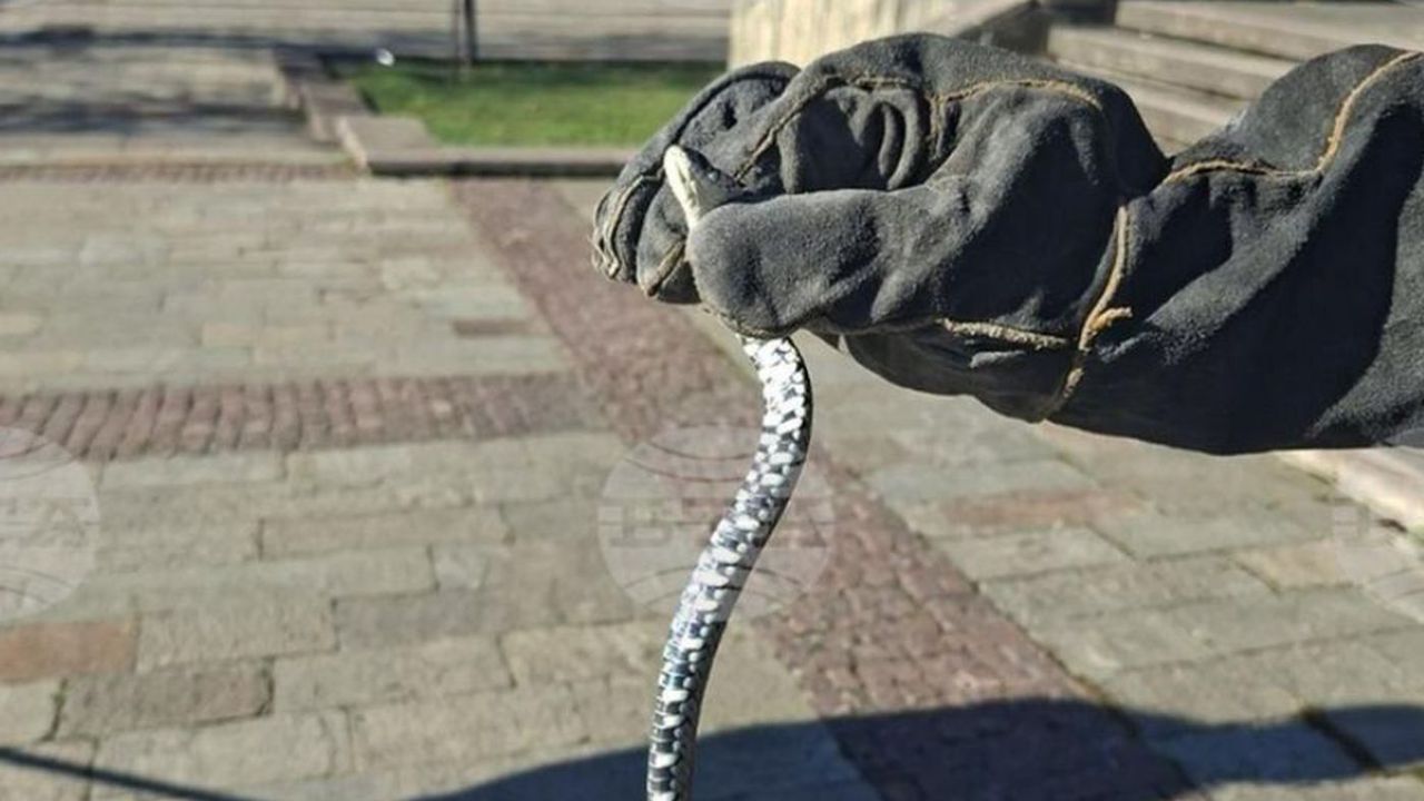 Служители на пожарната и аварийната безопасност уловиха змия в центъра