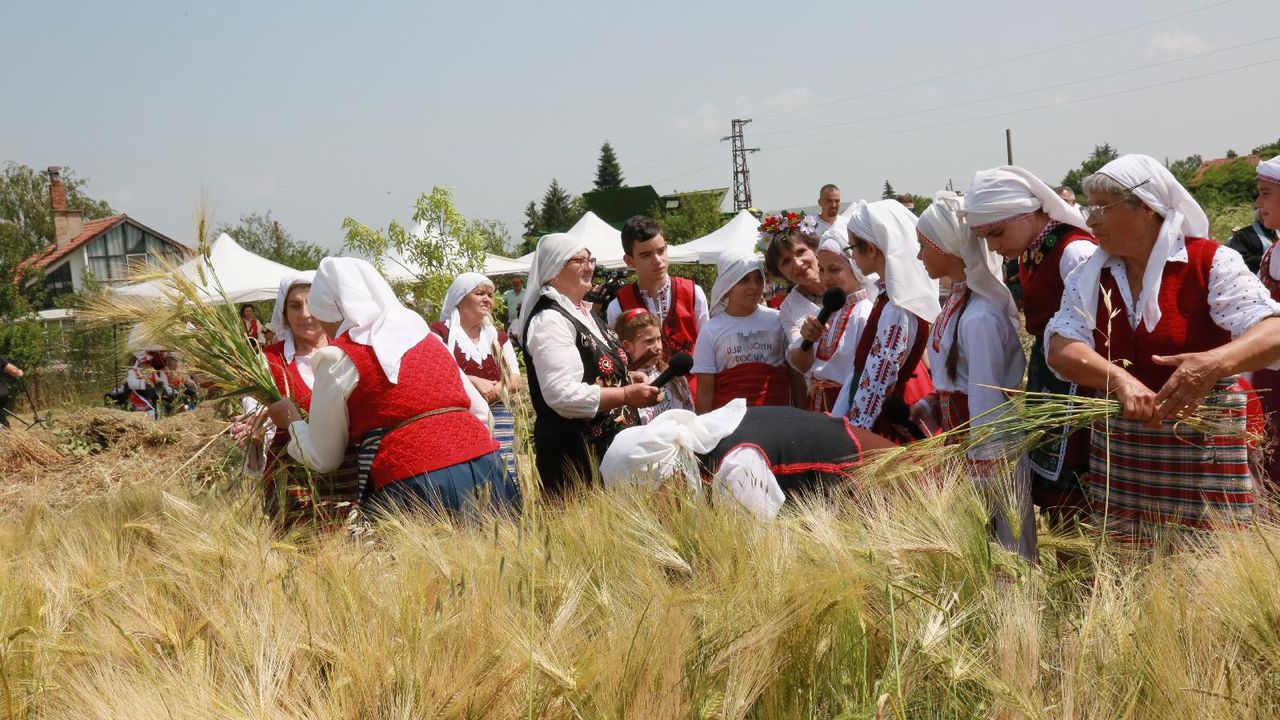 Започна жътвата в Ямболско
