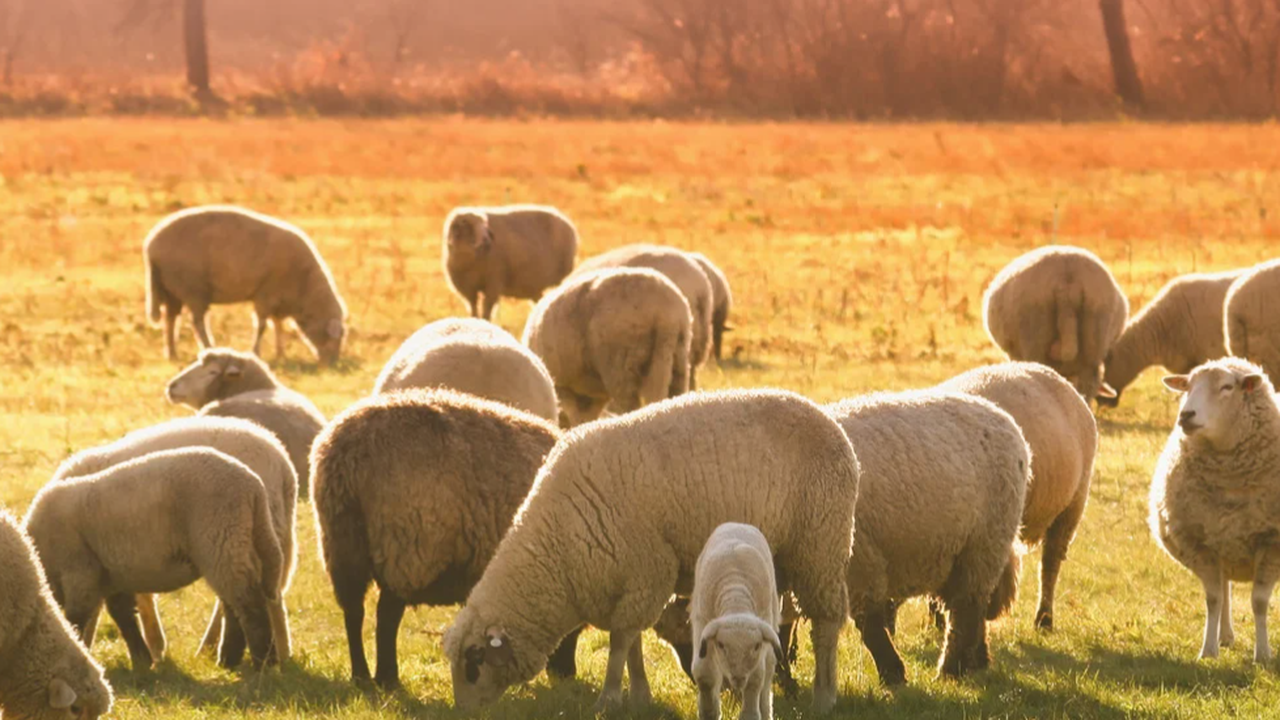 Шарка по овцете в селата Овчеполци и Динката