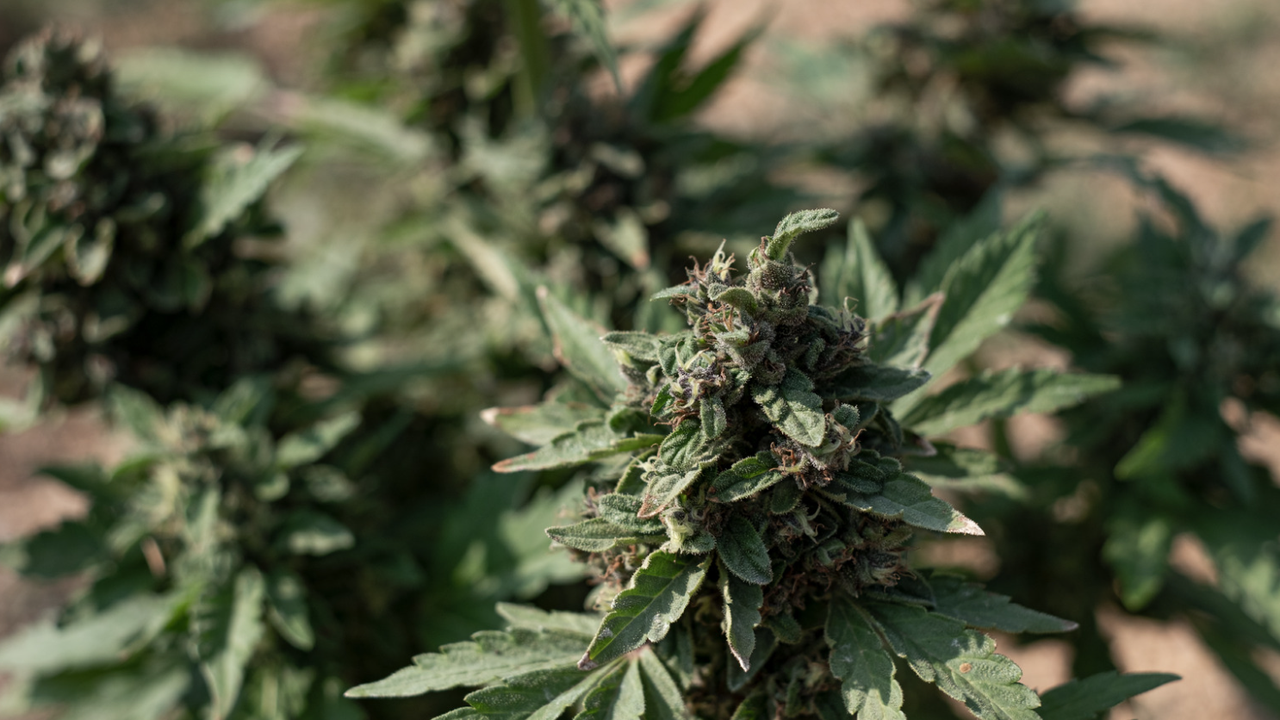 Двама жители на Хасково - мъже на възраст 32 и