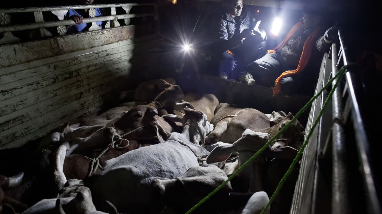 Близо 3000 говеда са блокирани на кораб край Турция