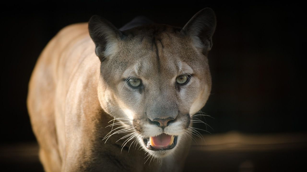 Ловец съобщи, че е видял животно, което според него е