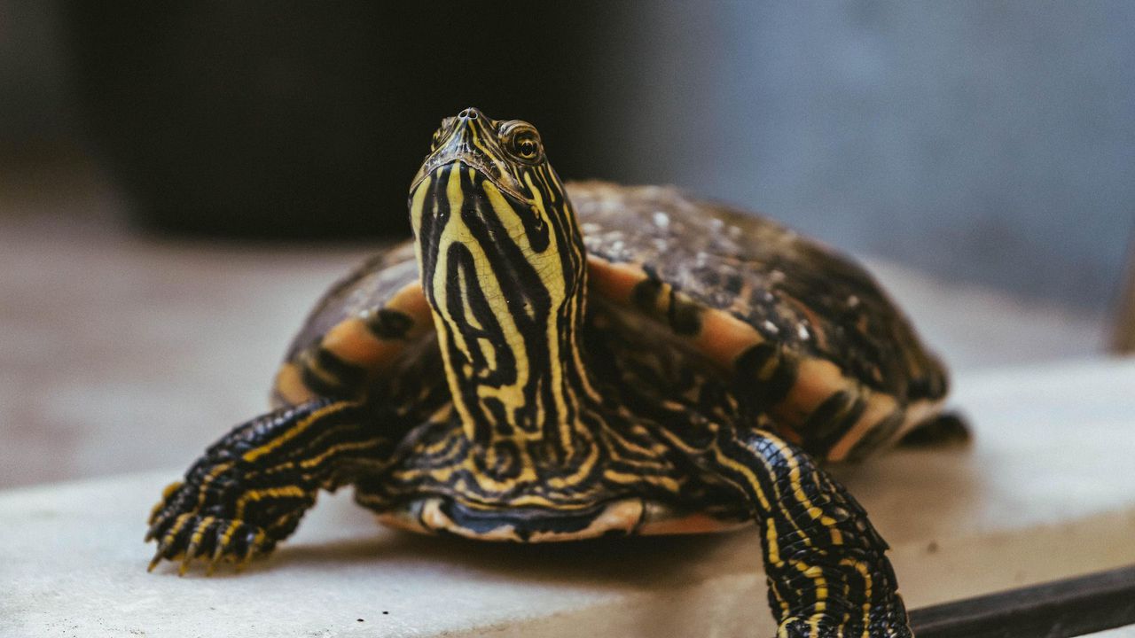 Луната e в знак Скорпион до 01:35ч на 14 януариЛунен