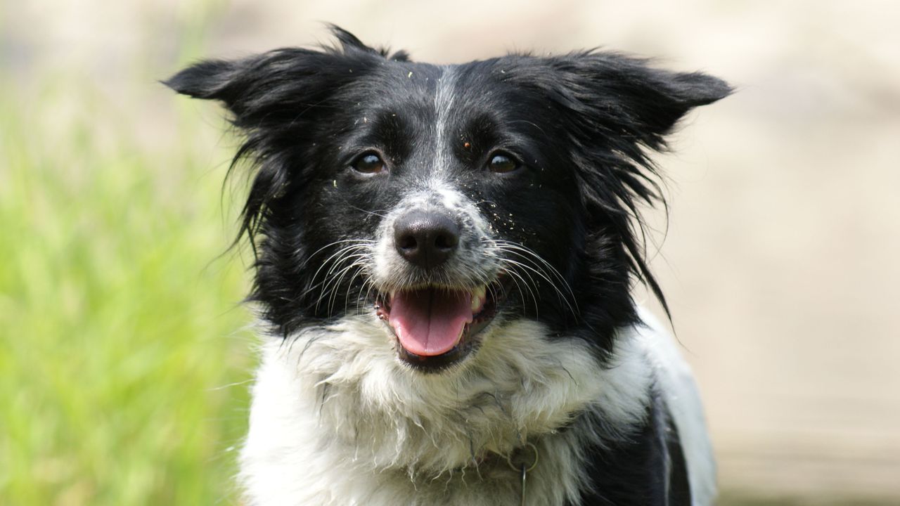 Щастлива развръзка за измъчваното кученце от Лесидрен