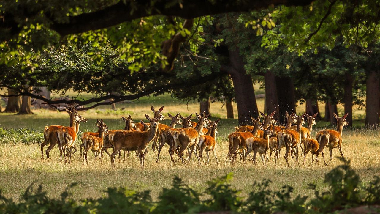 МОСВ въвежда 3 г. срок за изготвяне на планове за управление на защитените територии