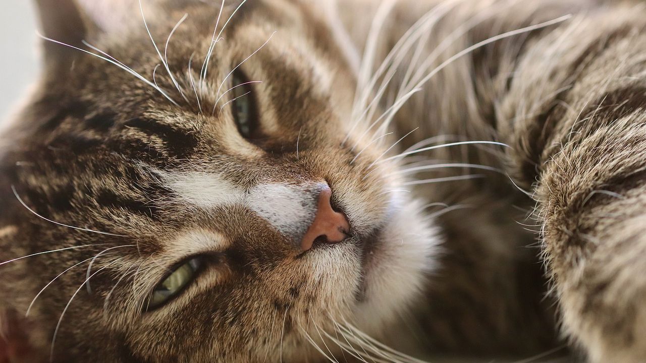 Как да успокоим котка, която е разгонена?
