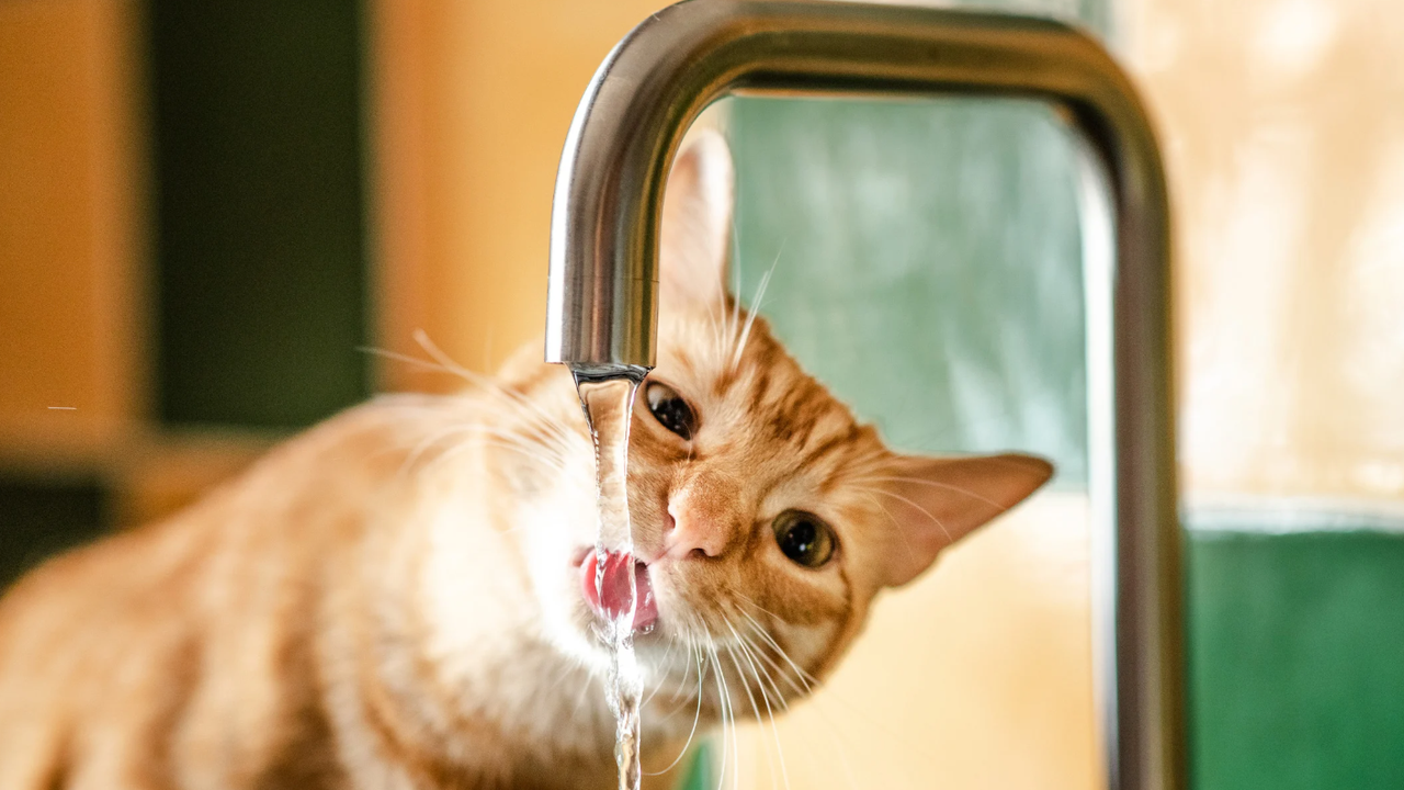 При продължителност на строително-ремонтните дейности над 12 часа Софийска вода“