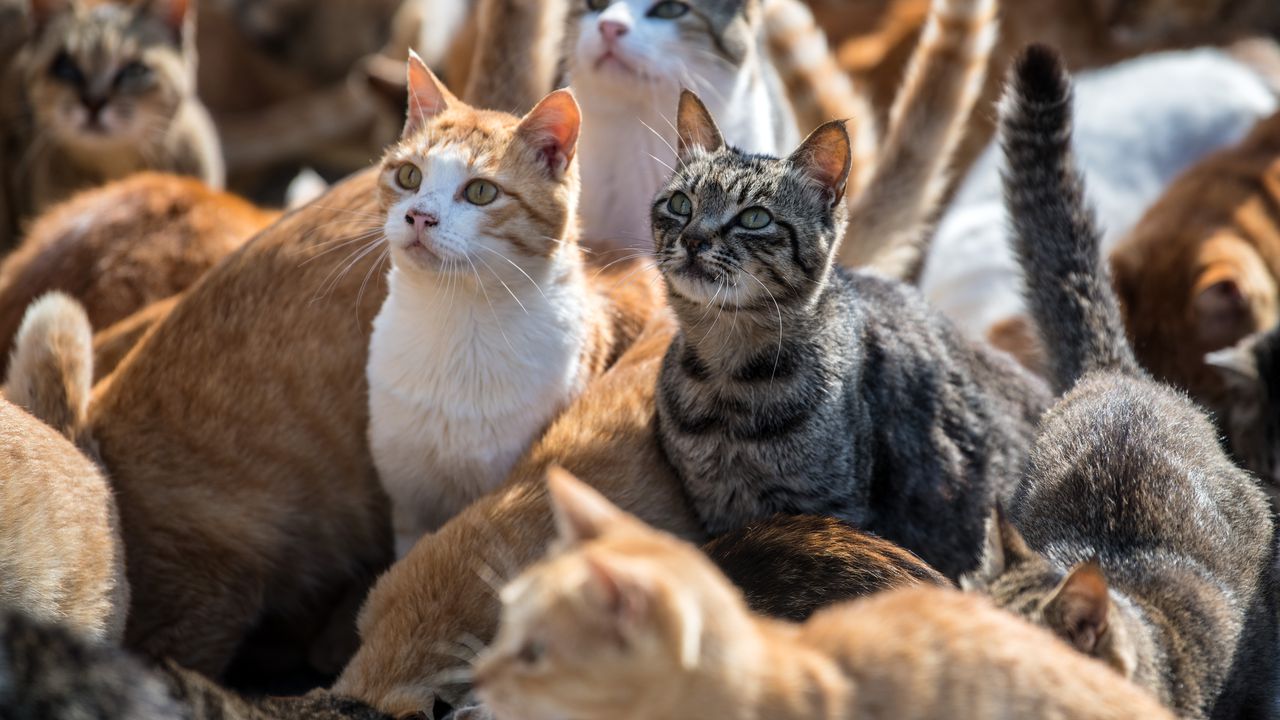 Островът на котките Кипър има проблем с котките