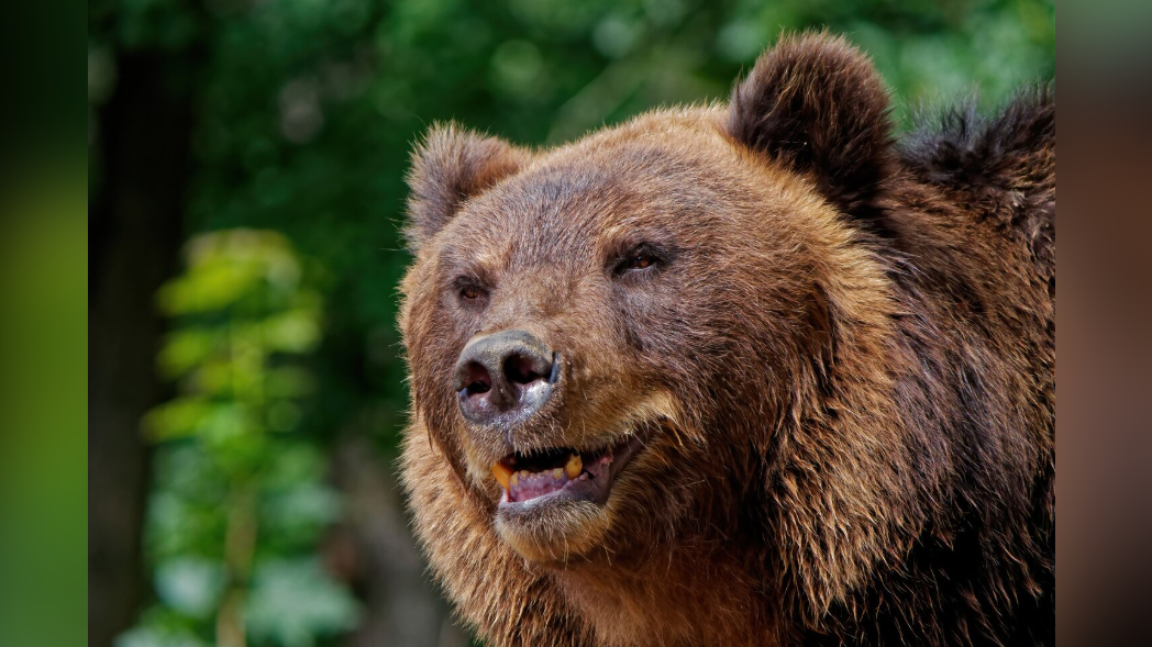 Мечка тича из карловските улици