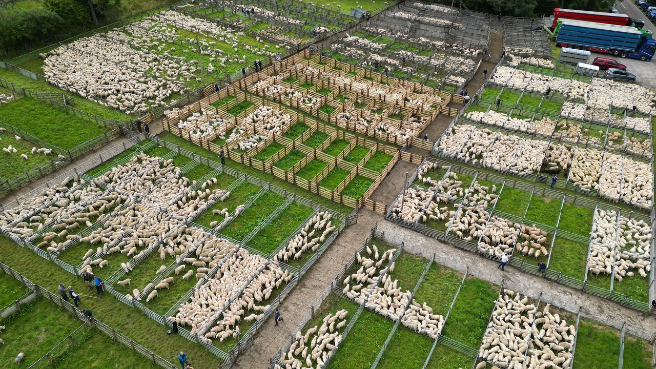 Промишленото скотовъдство опитва да се реабилитира на КОП30