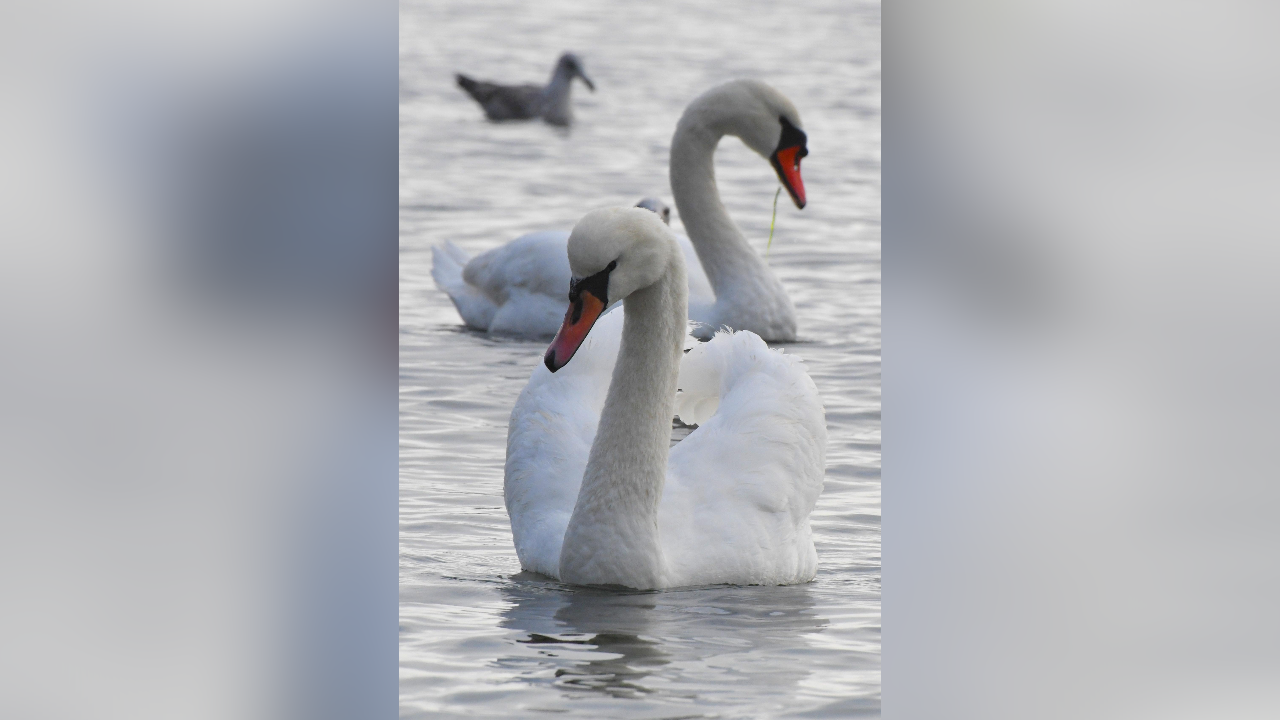 Сигурен знак, че зимата идва скоро са първите скандинавски лeбеди във варненския залив