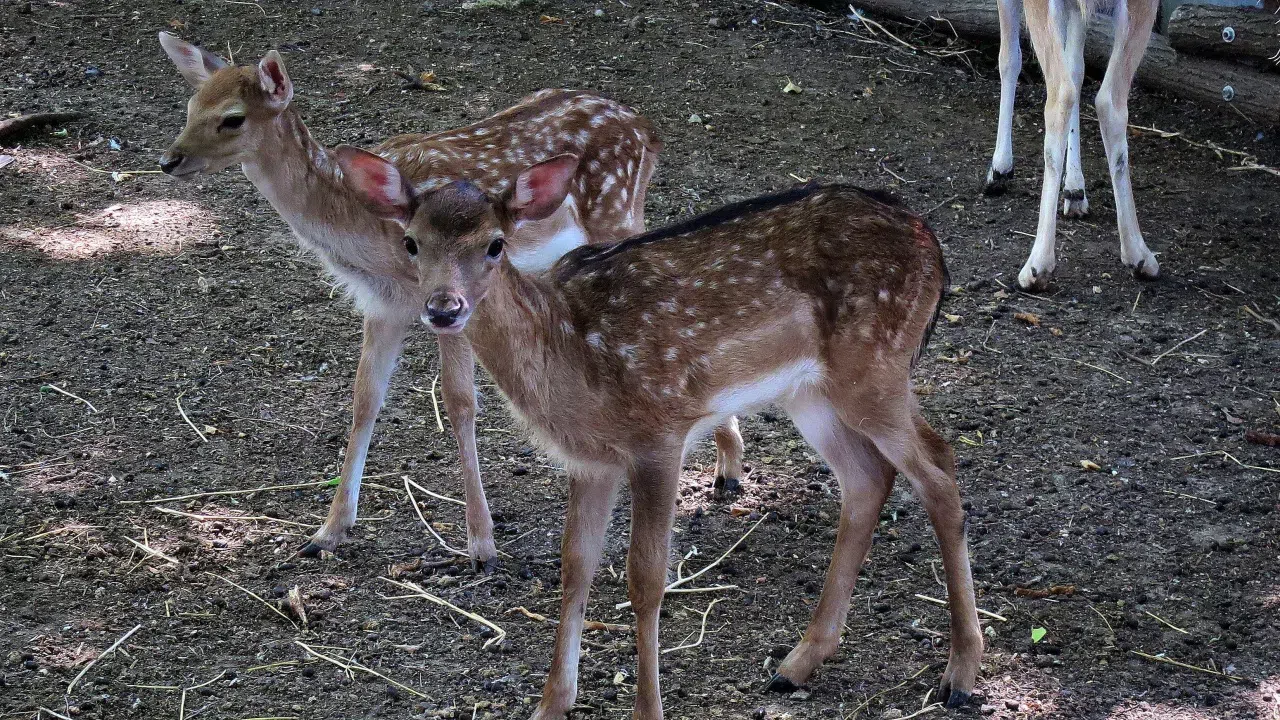Намериха убити две сърни край язовир Жребчево съобщи NOVA Животните